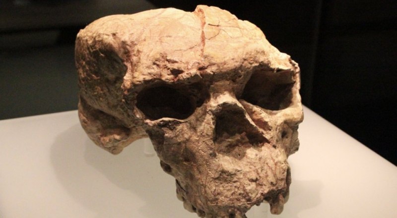 С 1990 года этот череп относили к «человеку прямоходящему». Фото с сайта wikipedia.org